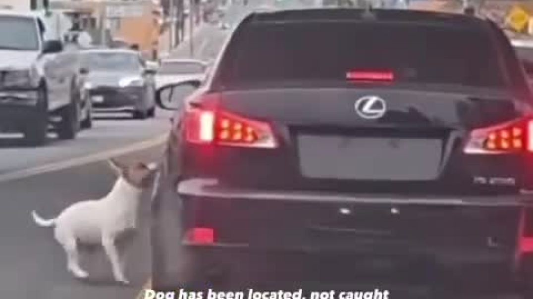 Dog tries jumping back in his owner’s car after getting abandoned on the side of the road in Long Be